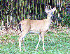 young buck bankruptcy