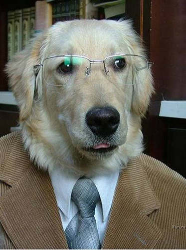 internet dog in suit